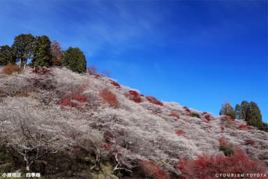 小原地区　川見四季桜の里　2