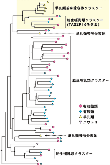 図2.哺乳類の苦味受容体遺伝子の系統関係