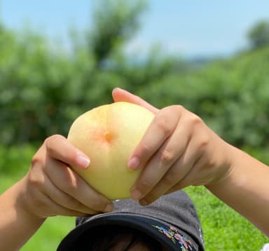 食育・農業体験の様子