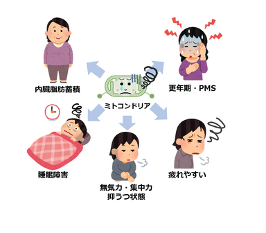 ミトコンドリアの減少と機能低下によって生じる不調例