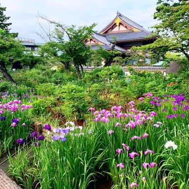 西新井大師 總持寺