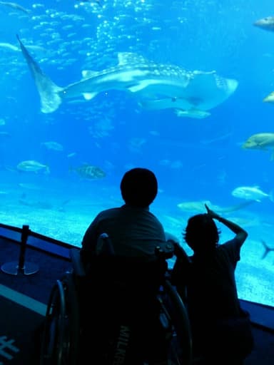 車いすで美ら海水族館