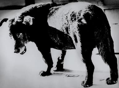 森山大道 《青森・三沢》 1971年 (C)Daido Moriyama Photo Foundation