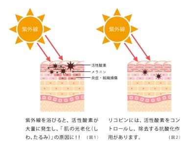 紫外線からお肌を守る「リコピン」