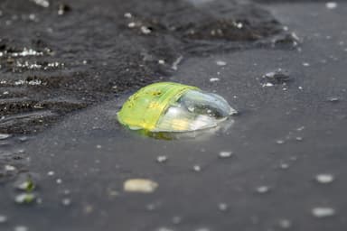 砂浜のカプセル