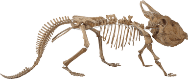 ＜プロトケラトプス 全身骨格＞国立科学博物館蔵