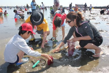 富津海岸潮干狩り場