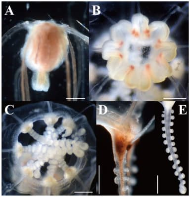図3　オトヒメクラゲ(標本)の各部形態