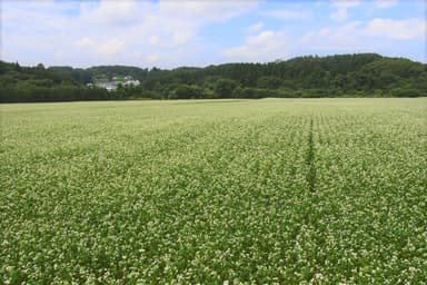 山の楽校 そばの花畑(2021年8月撮影)