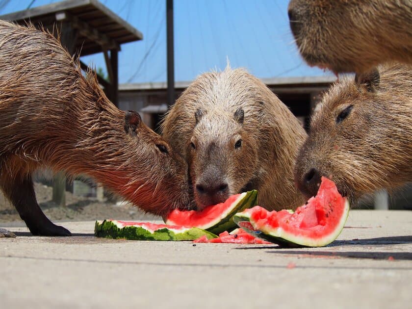 大好きなスイカにかぶりつくカピバラを眺めて癒されよう！
堺・緑のミュージアム　ハーベストの丘にて
「カピバラスイカパーティー」7/31・8/7・8/21開催！