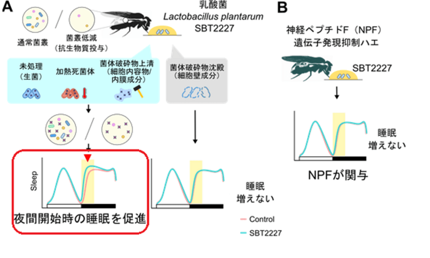 名古屋大学との産学協同研究講座において
乳酸菌 Lactobacillus plantarum SBT2227 が
睡眠を促進することを確認
学術雑誌「iScience」に掲載されました