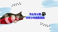 YouTubeチャンネル【やんちゃ猫リオンの成長日記】事務局