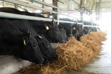 良質な飼育環境で育ったかずさ牛