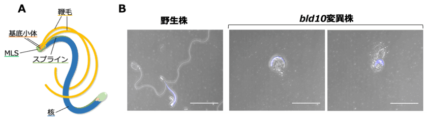 植物の精子形成に関わる新規因子を発見
～基底小体タンパク質が獲得した新機能～