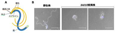 図1. ゼニゴケ精子の表現型解析