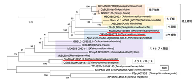 図3. BLD10/CEP135ファミリータンパク質の系統樹