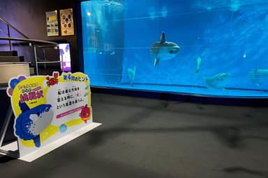 マンボウ前水槽