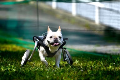 感動の完走をありがとう