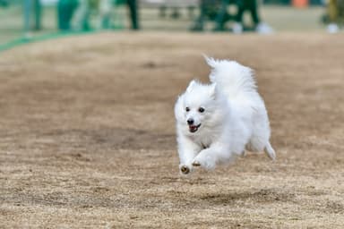 白いイナヅマ