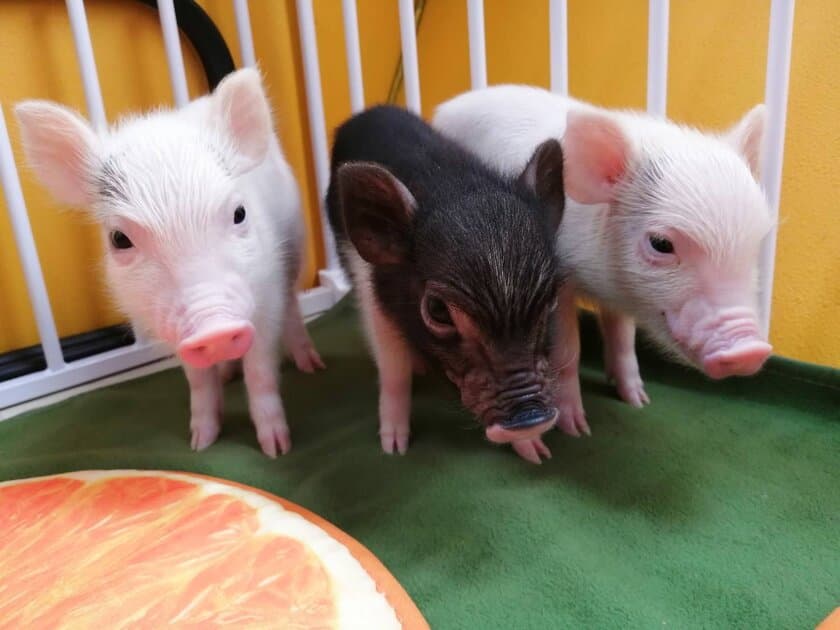 産まれて2カ月以内のマイクロブタの赤ちゃん専門のブタカフェ　
【Piglets cafe】2022年12月頃～限定オープン！