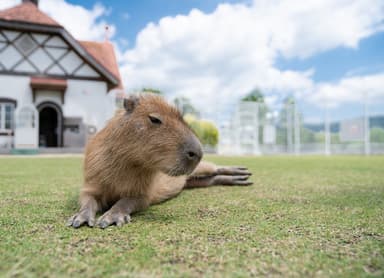 動物とのふれあいやエサやり体験もできます