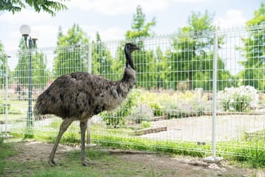 脱出の手掛かりは動物たちが知っている！？