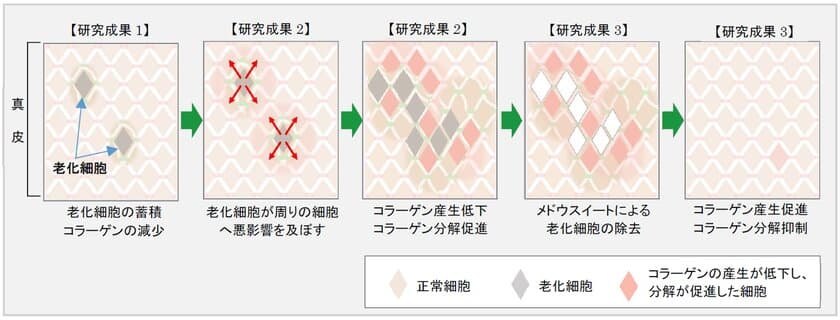 北海道増毛郡の自社農場「北海道暑寒別岳パイロットファーム」にて
有機栽培した植物『メドウスイート』に
皮膚の老化細胞を除去する効果を発見