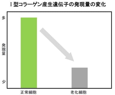 I型コラーゲン産生遺伝子の発現量の変化