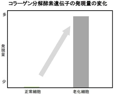 コラーゲン分解酵素遺伝子の発現量の変化