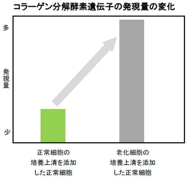 コラーゲン分解酵素遺伝子の発現量の変化(培養上清を添加した場合)