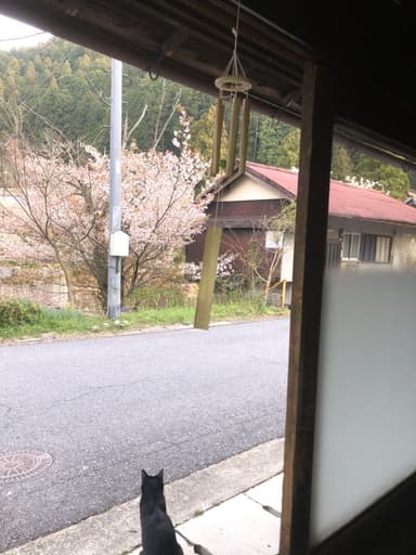 吉野山の桜