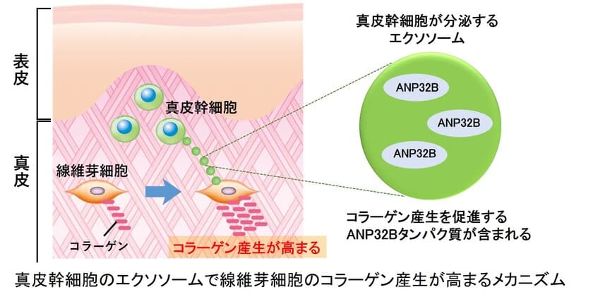 真皮幹細胞が分泌するエクソソームの変化が
肌のコラーゲン産生に関わることを発見