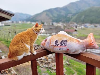 ぎょたクッション70cmと猫