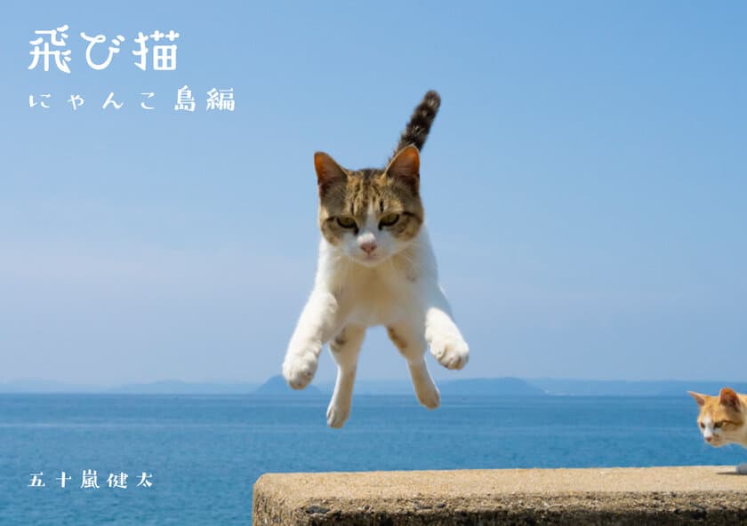 猫写真展「もふあつめ展」が渋谷のギャラリー・ルデコで
9月3日(土)・4日(日)に開催！猫写真や猫作品約800点が大集合