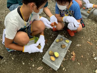 アーモンド殻割り体験　※イメージ