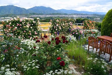 遠方に見える山々といった「借景」と調和するバラがあふれる庭