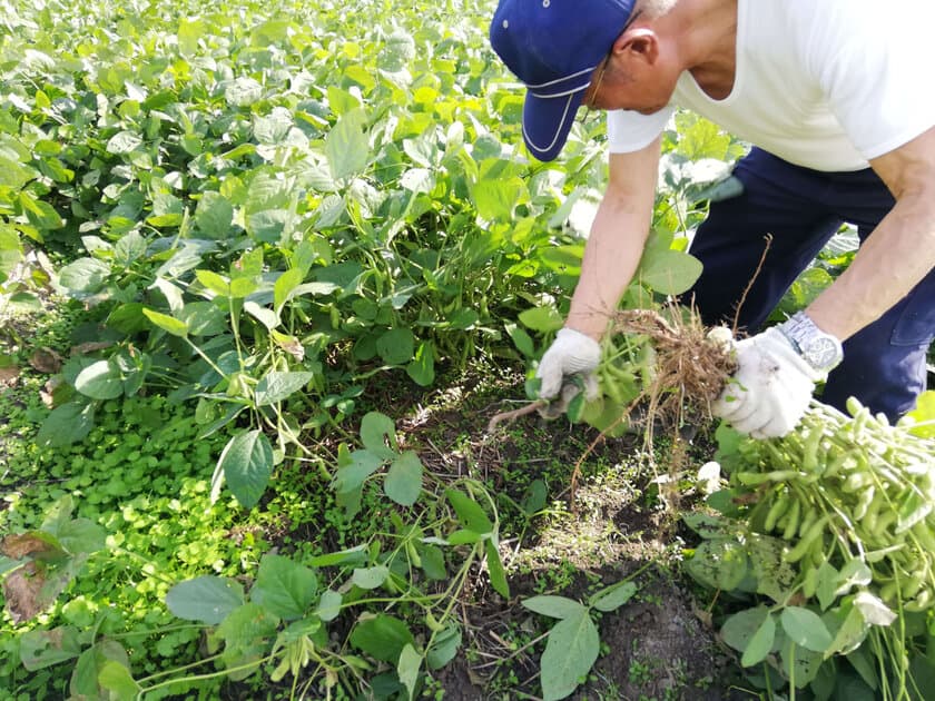 1,000箱限定販売の希少青大豆「嘉麻ひすい」
生枝豆狩り大会を10月に開催