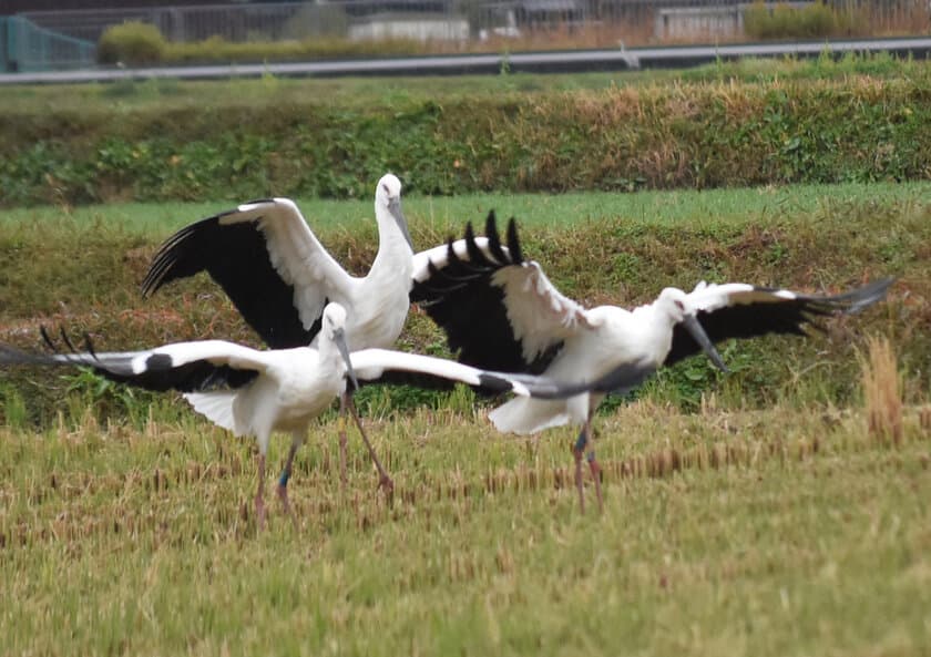 兵庫県鳥コウノトリの巣塔を校内に建設したい！
加古川市立神野小学校 創立150周年記念プロジェクト
クラウドファンディングを開始
【募集】2022年9月30日まで／
クラウドファンディングサイト「CAMPFIRE」にて募集