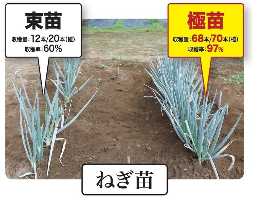 カネコ種苗株式会社とねぎびとカンパニー株式会社が共同開発　
SDGsにつながる新シリーズ「極苗2023」を2023年2月に発売