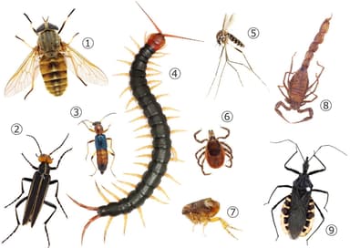 さまざまな毒虫