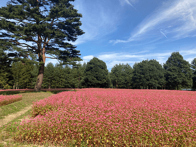 ルビーの里　駒ヶ岳ガーデン (長野県上伊那郡宮田村)