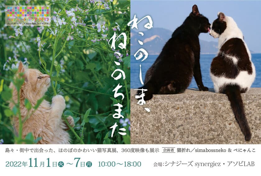 大分県別府市にて「ねこのしま、ねこのちまた」写真展を
開催　VRヘッドセットで視聴する360度動画も展示！