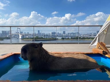 テラスでの1枚_カピバラ