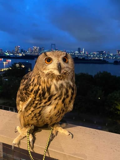 テラスでの1枚_フクロウ・ミミズク