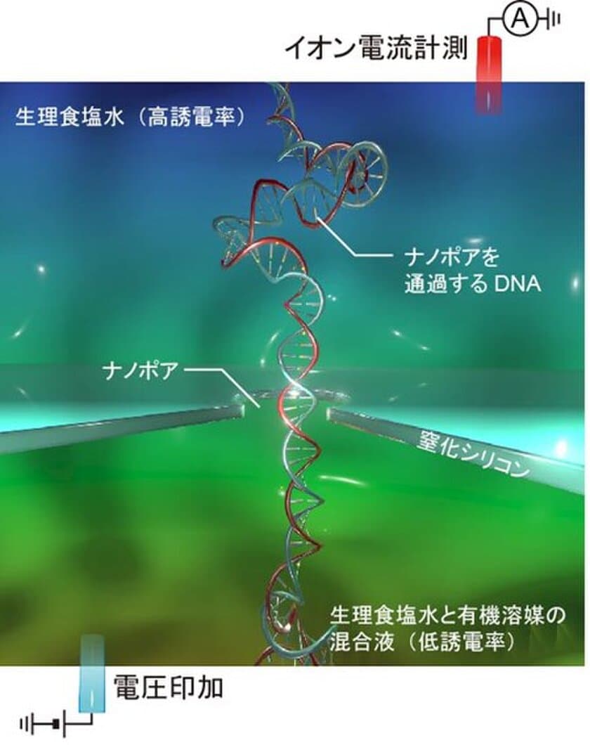 DNAの検出感度を数十倍上げる
ナノポアセンサー