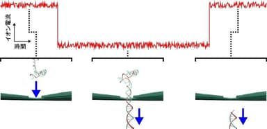 図2. ナノポアを用いたDNAの1分子検出。DNAが通過する前、ナノポアはイオンが流れやすい状態にあるため、高いイオン電流が測定される(左)。DNAがナノポアを通過する際は、その分子の体積分だけ空間が排斥されるため、イオンが流れにくい状態になり、イオン電流は減少する(中央)。その後、DNAがナノポアを通過しきると、ナノポアはまたイオンの流れやすい状態になり、イオン電流も元の値に戻る(右)。