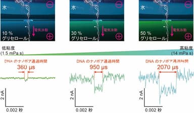 図4. グリセロールを用いたDNAの1分子検出。エタノールの場合と同様、液体誘電率の効果により、グリセロールの混合率に比例してイオン電流信号の増強が可能。加えて、グリセロールの高い粘性により、DNAのナノポア通過速度も低速化することができる。