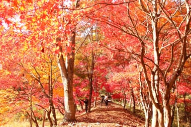 タカドヤ湿地