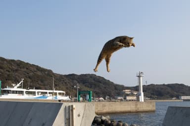 飛び猫写真8