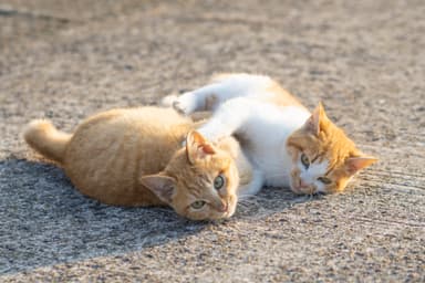 仲良さそうな猫6